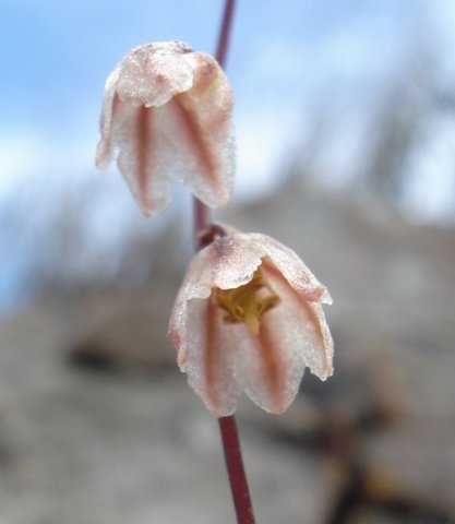 Drimia convallarioides flowers